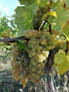 A photo of the Montonico Grape in Abruzzo, Italy. Taken by Francesca Valente.